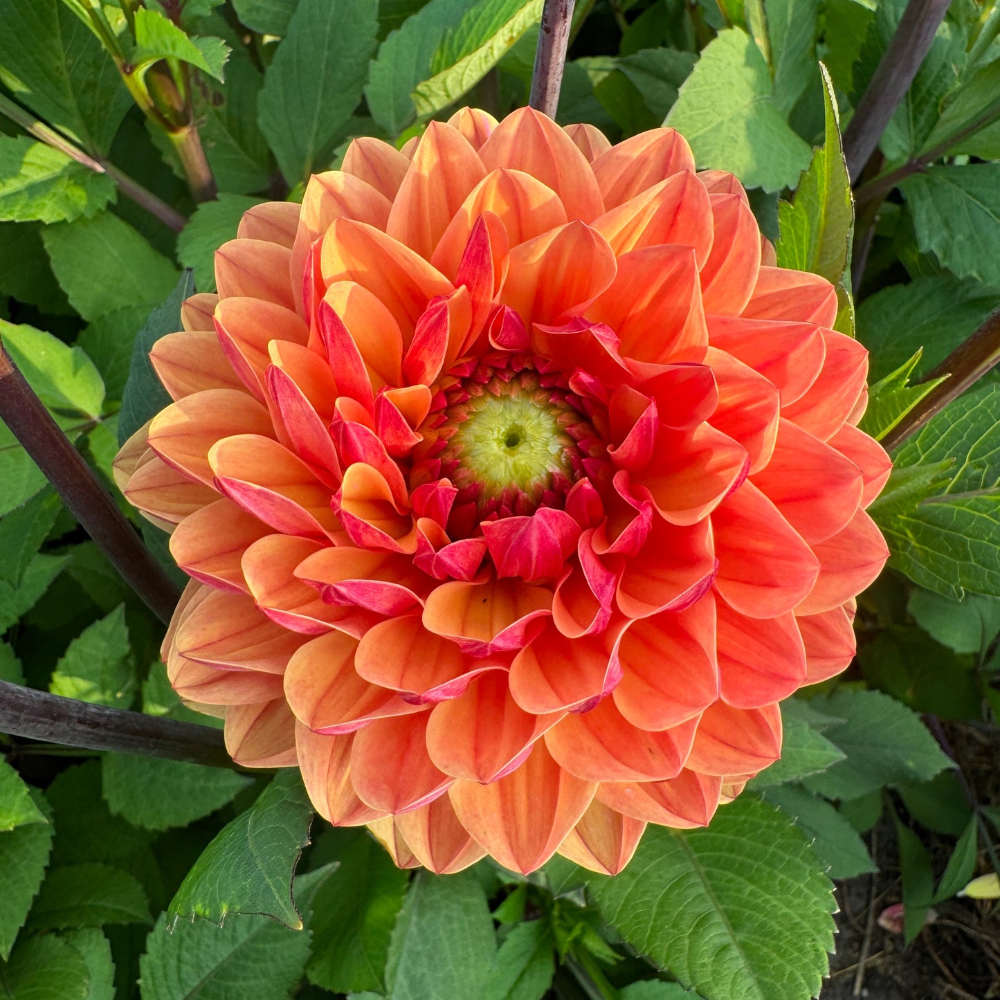 Dahlia Caviar&Bubbles