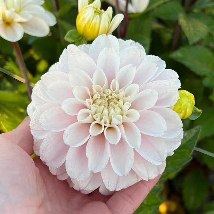 Dahlia Cayen