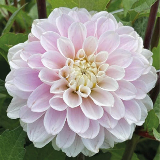 Dahlia Cayen