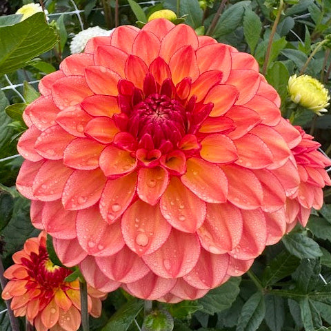 Dahlia Chapeau Bas