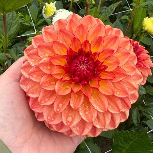 Dahlia Chapeau Bas