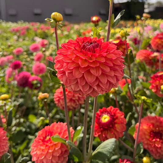 Dahlia Chapeau Bas
