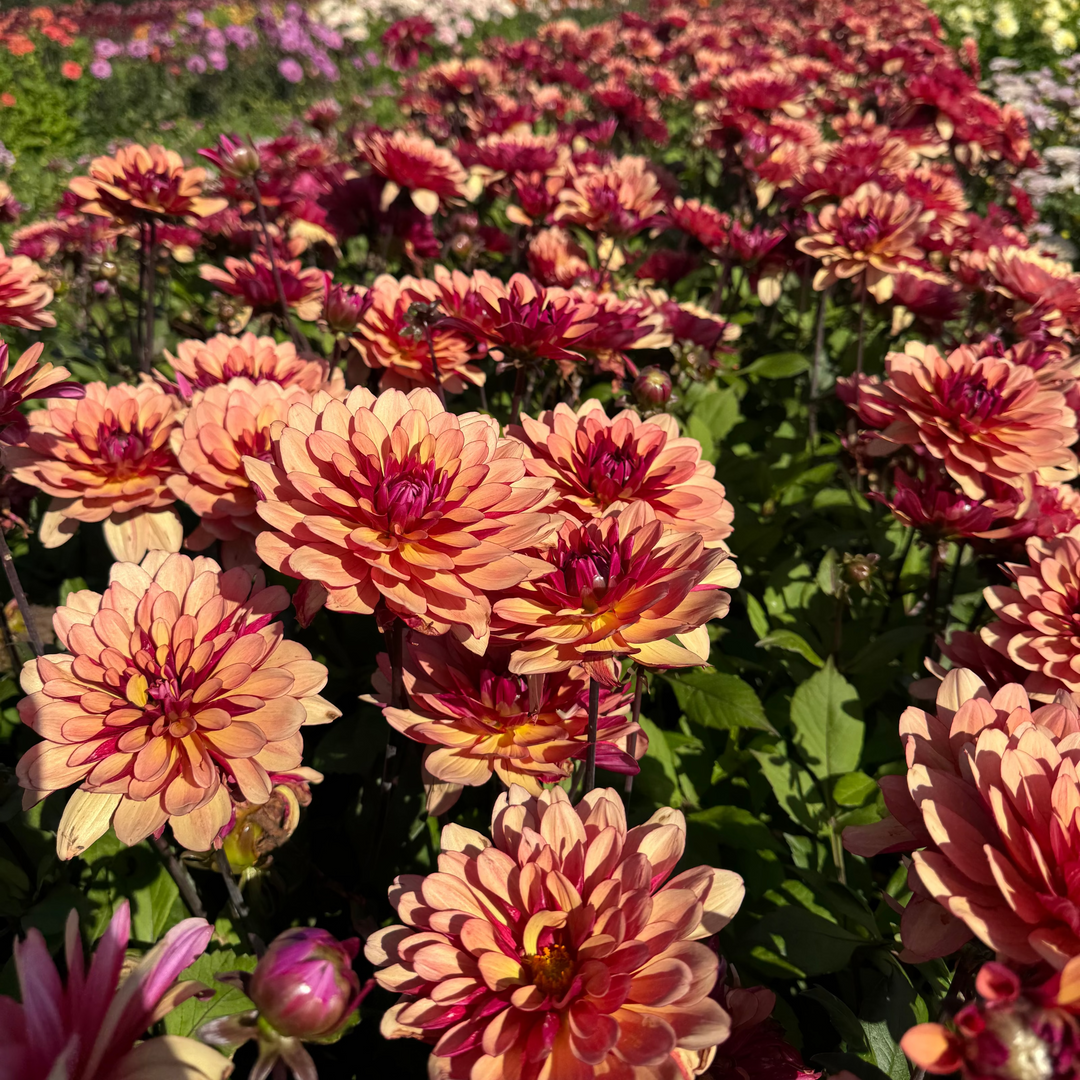 Dahlia Cherry Spice