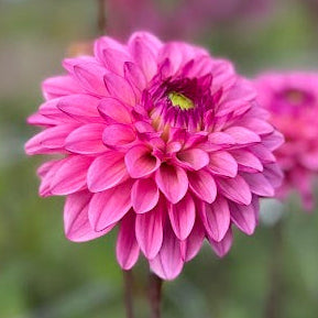 Dahlia Chicago