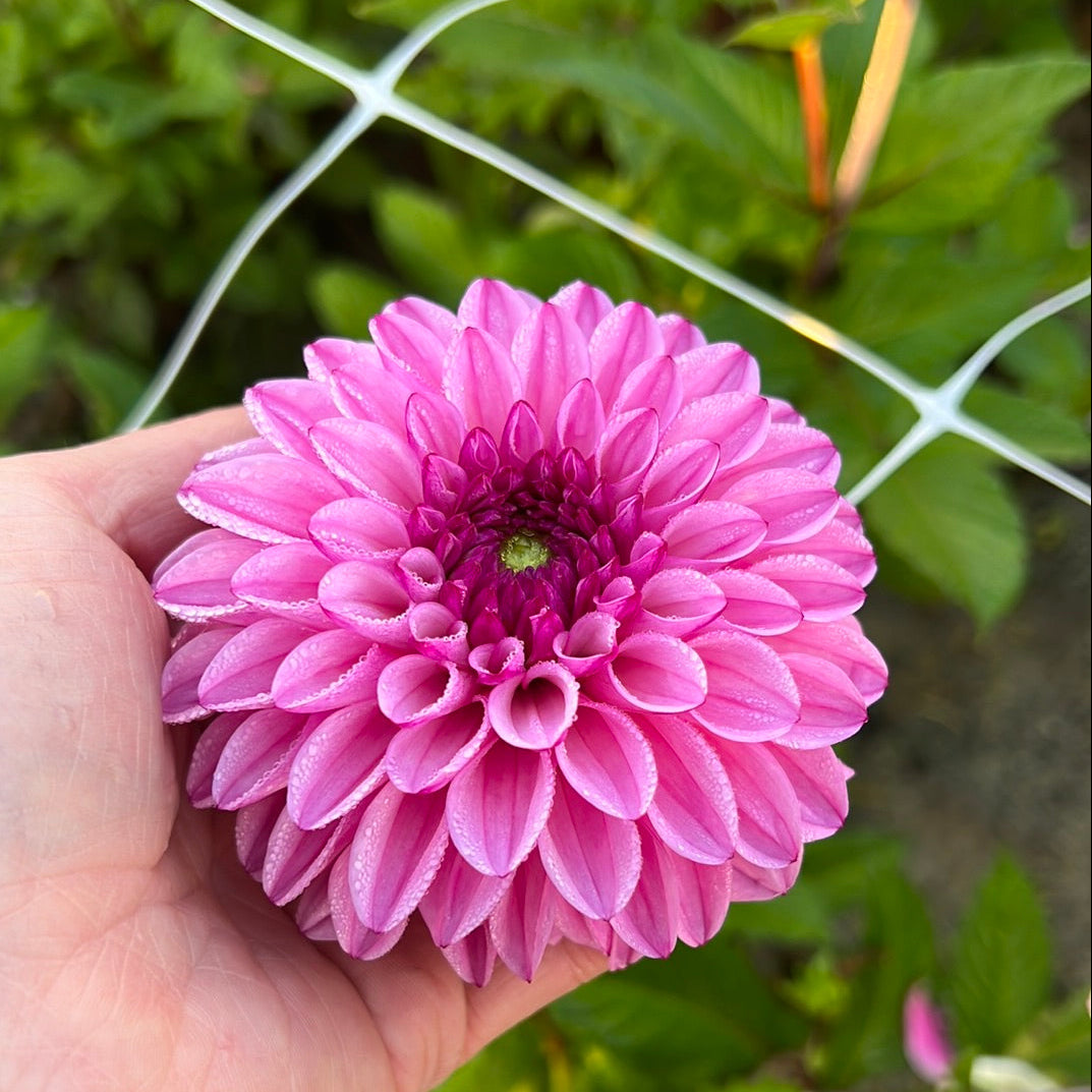 Dahlia Chicago
