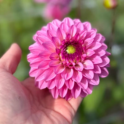 Dahlia Chicago