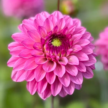 Dahlia Chicago