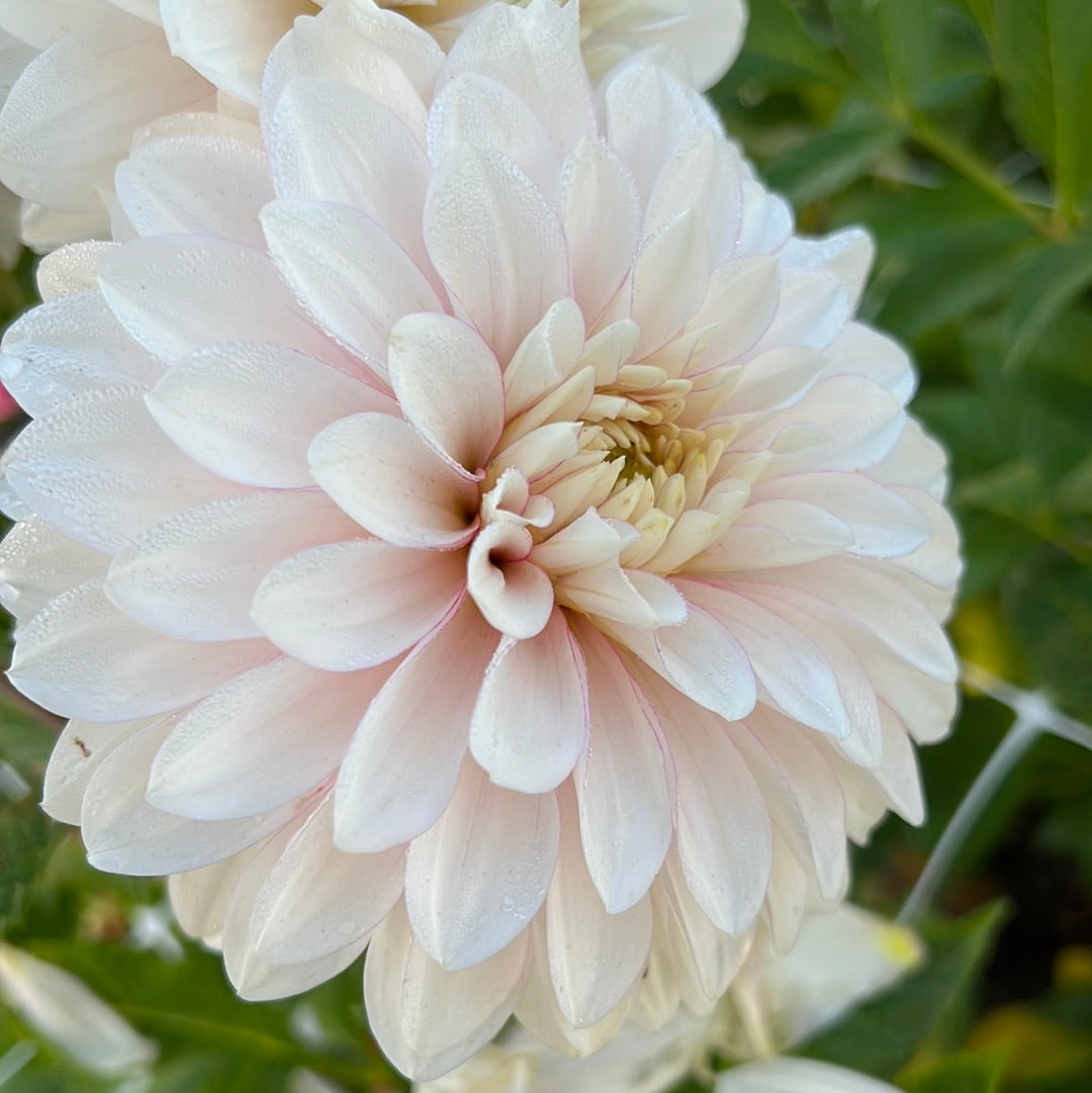 Dahlia Christo