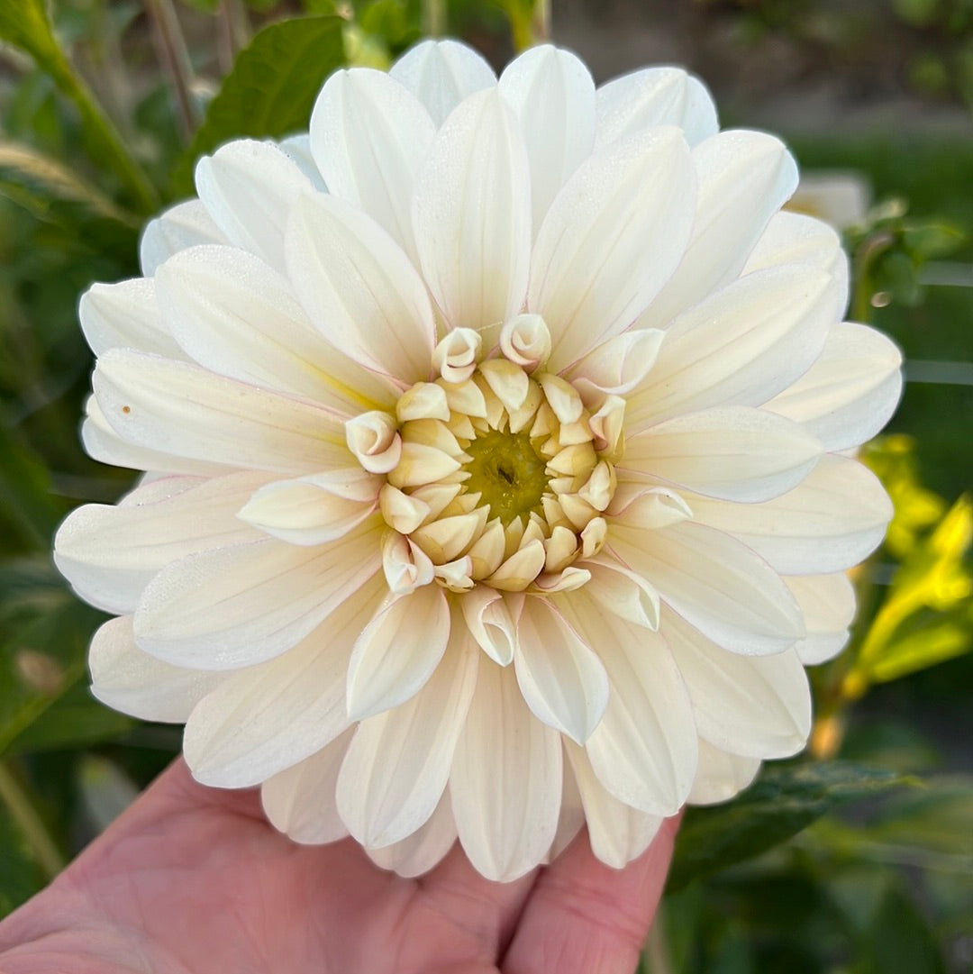 Dahlia Christo