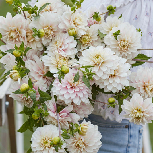 Dahlia Christo