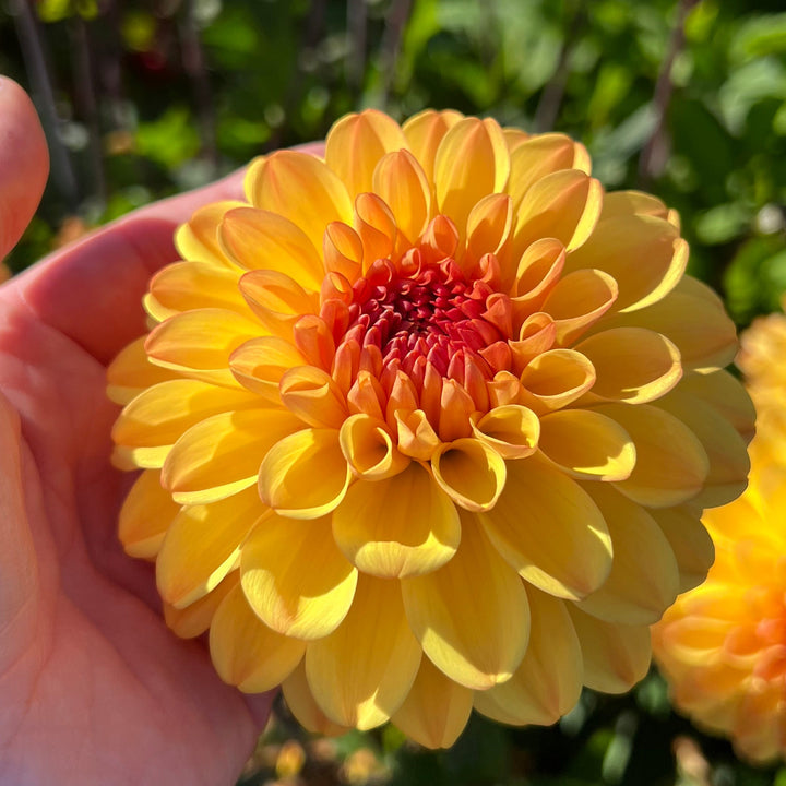 Dahlia Cloudberry Sun