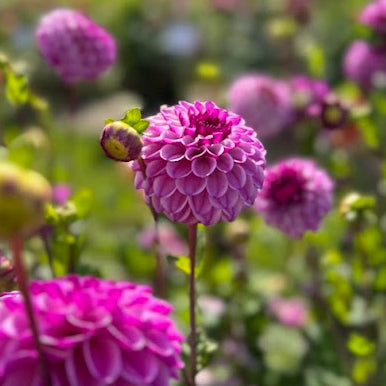 Dahlia Columbus