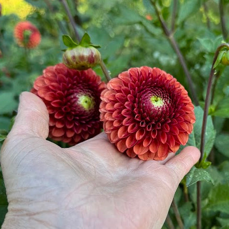 Dahlia Copper Boy