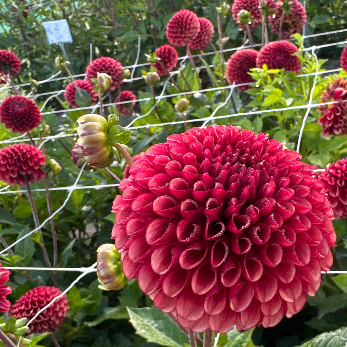 Dahlia Copper Boy