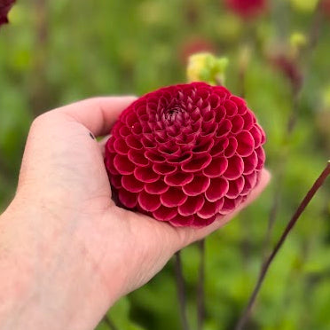 Dahlia Cornel