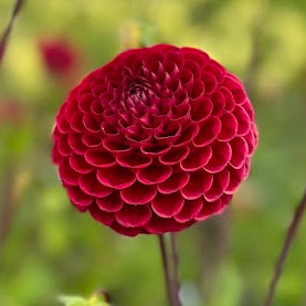 Dahlia Cornel