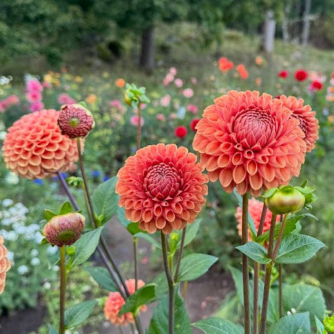 Dahlia Cornel Bronze