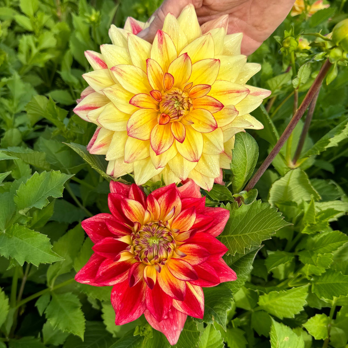 Dahlia Crazy Lady