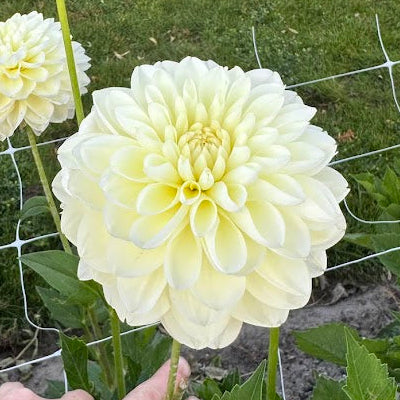 Dahlia Cream Corner