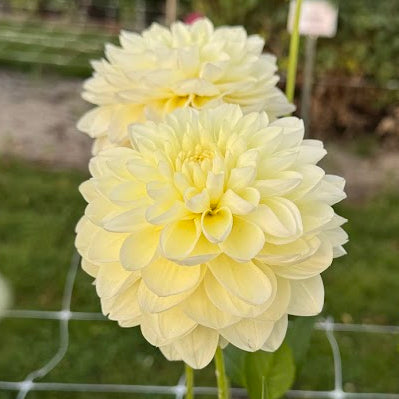 Dahlia Cream Corner