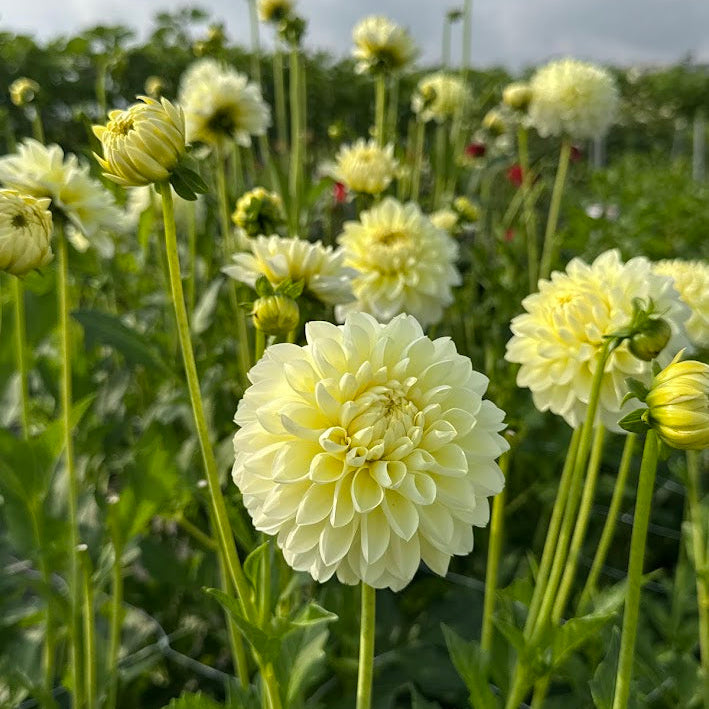 Dahlia Cream Corner