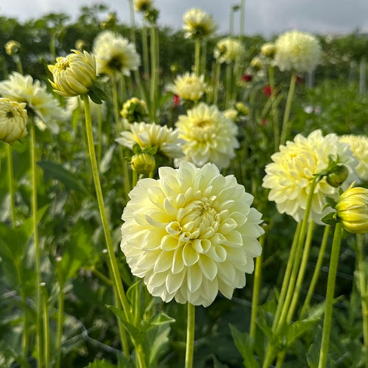 Dahlia Cream Corner