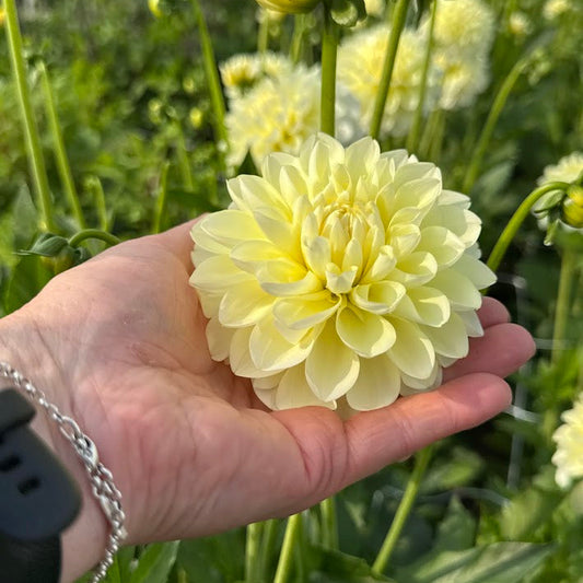 Dahlia Cream Corner