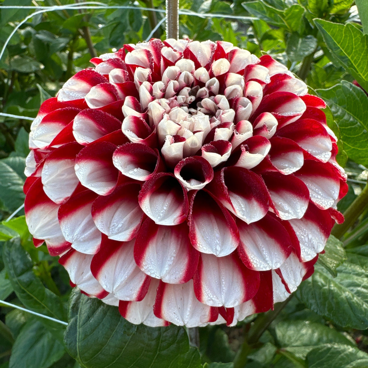 Dahlia Cum Laude