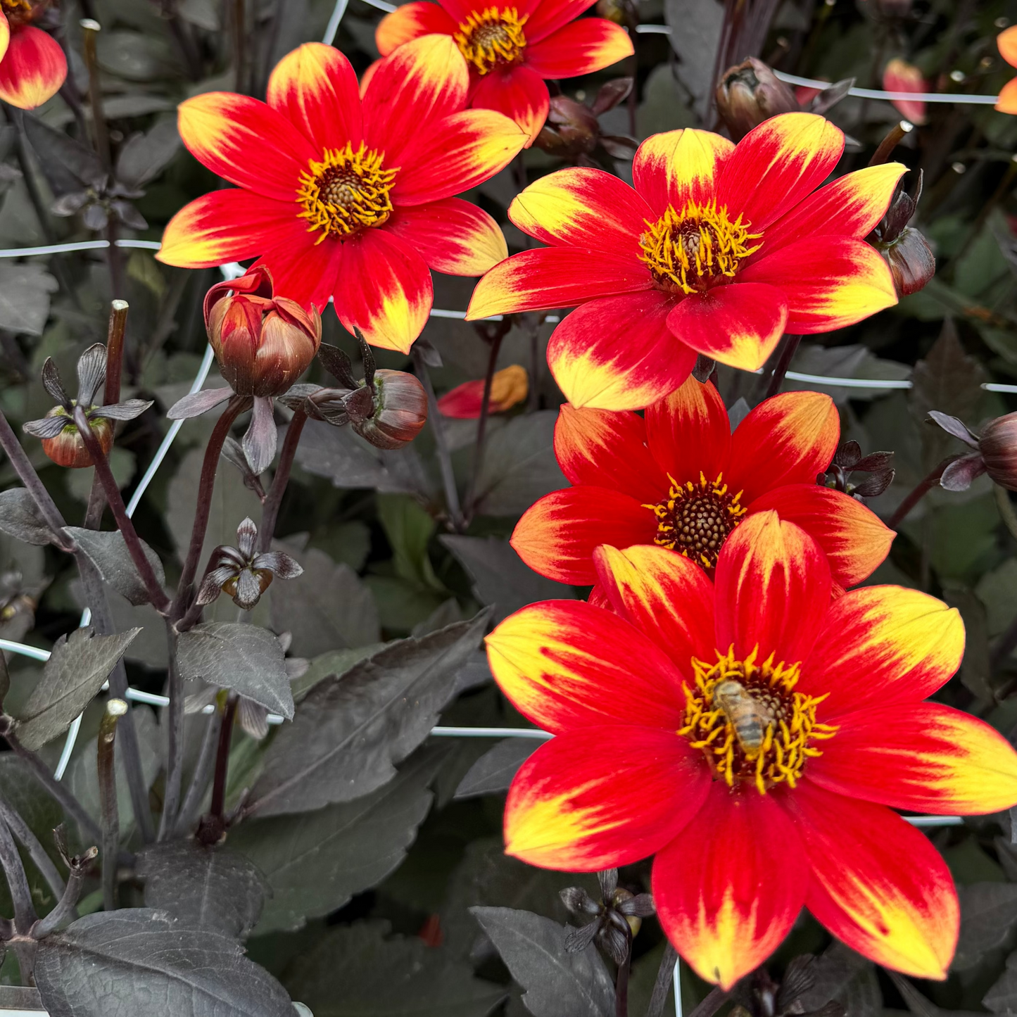 Dahlia Dahlegria Bicolor