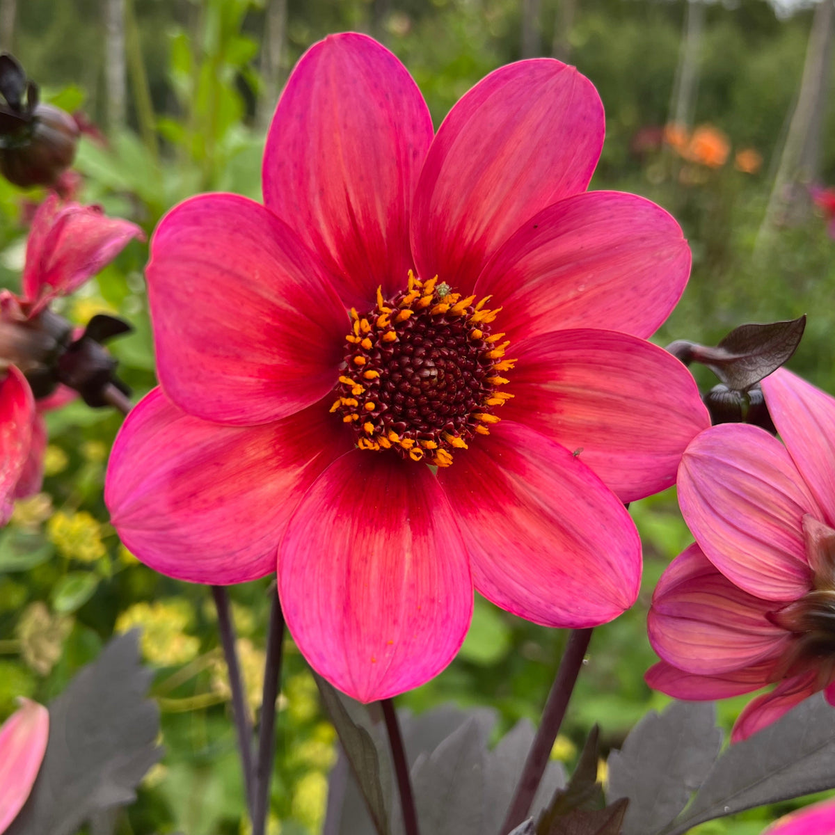 Dahlia Dahlegria Tricolore