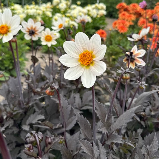 Dahlia Dahlegria White
