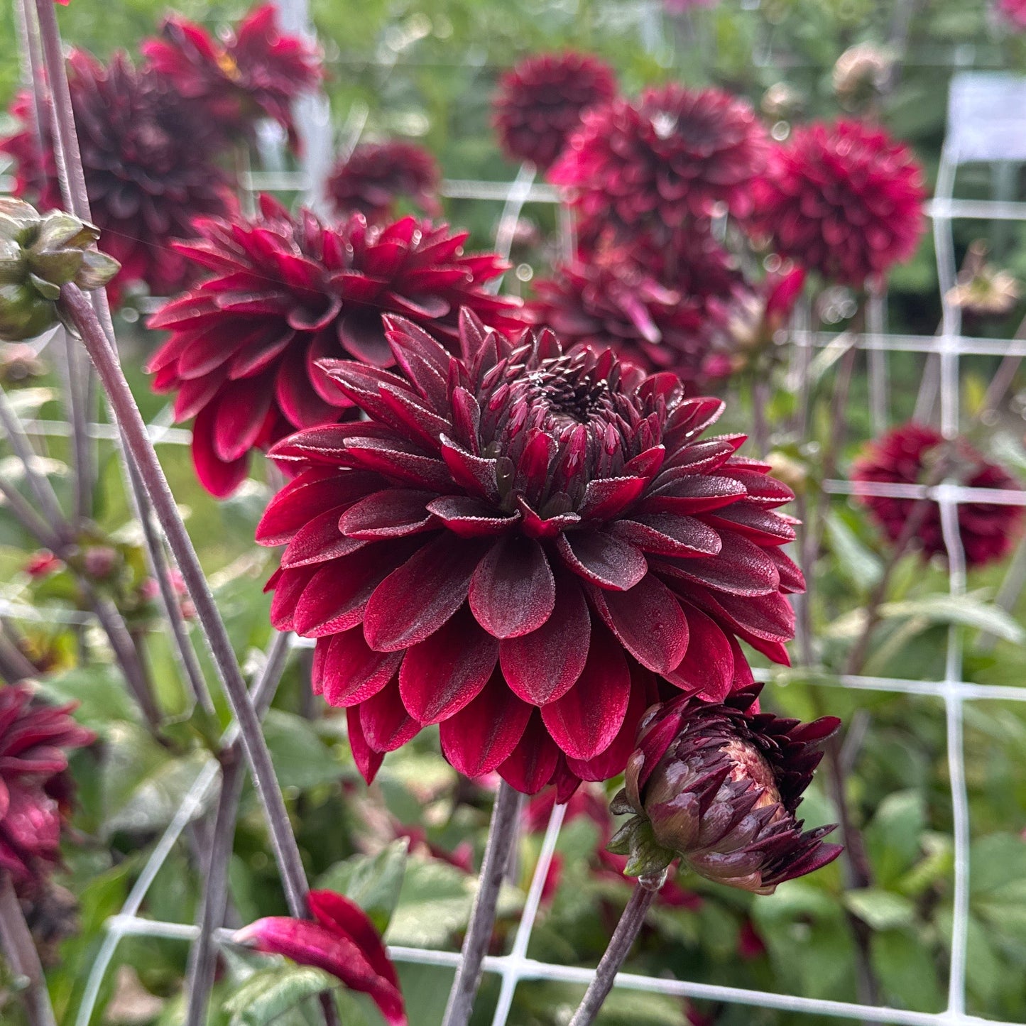 Dahlia Dark Destiny