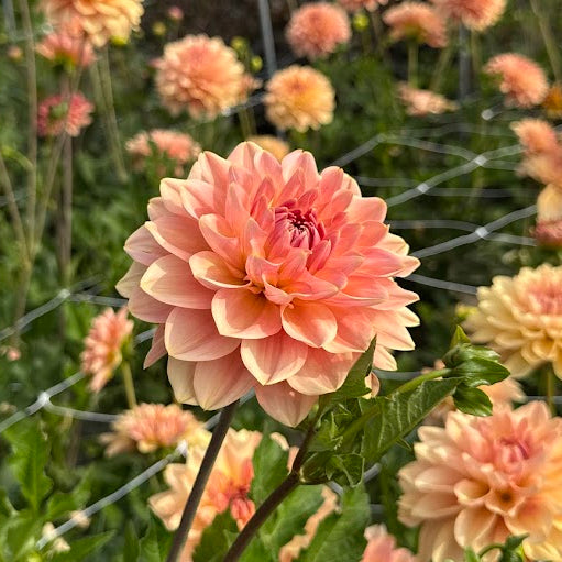 Dahlia Dolce Eva Nyhet!