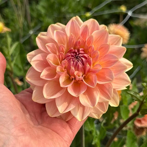 Dahlia Dolce Eva Nyhet!