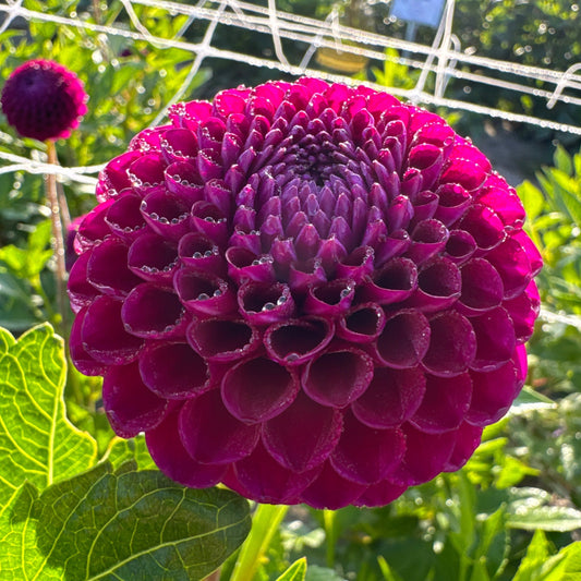 Dahlia Downham Royal