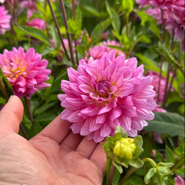 Dahlia Dutch Silence Nyhet!