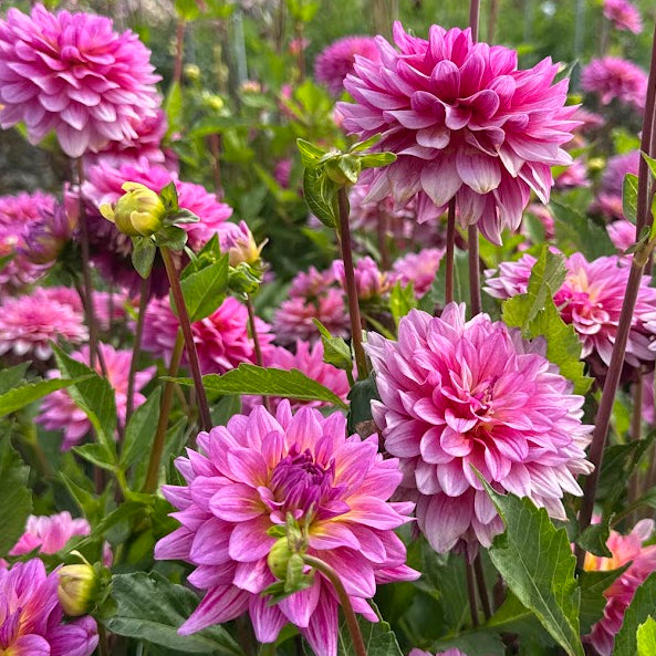 Dahlia Dutch Silence Nyhet!