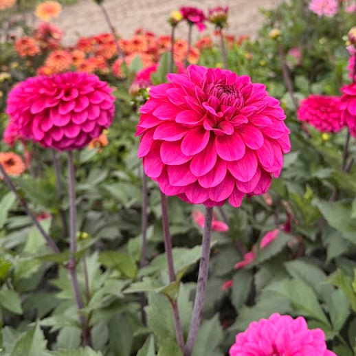 Dahlia Dylan Magenta Nyhet!