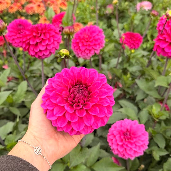 Dahlia Dylan Magenta Nyhet!