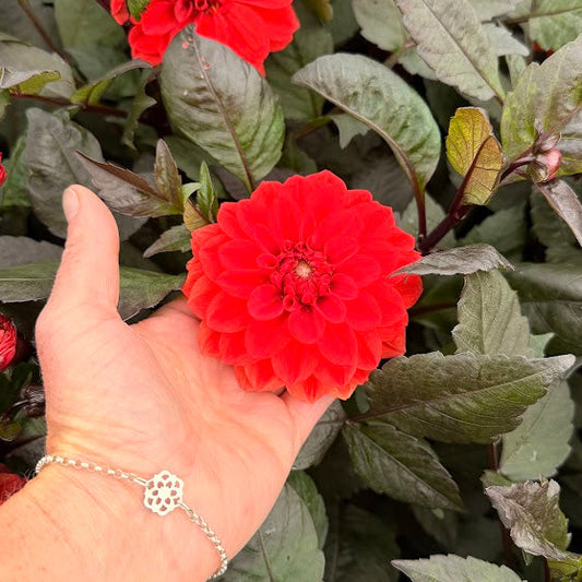 Dahlia Ellen Houston Nyhet!