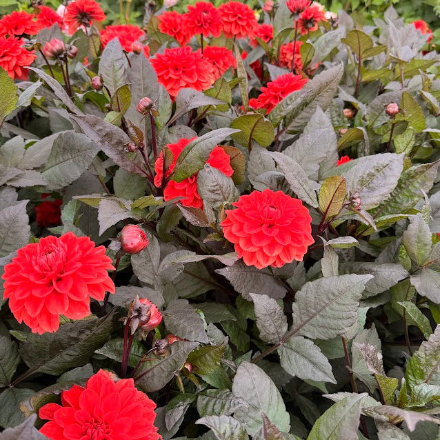 Dahlia Ellen Houston Nyhet!