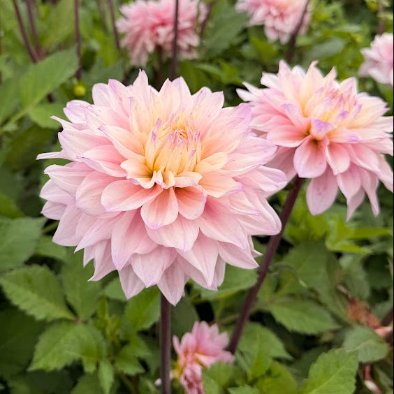 Dahlia Elliot Nyhet!