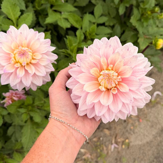 Dahlia Elliot Nyhet!
