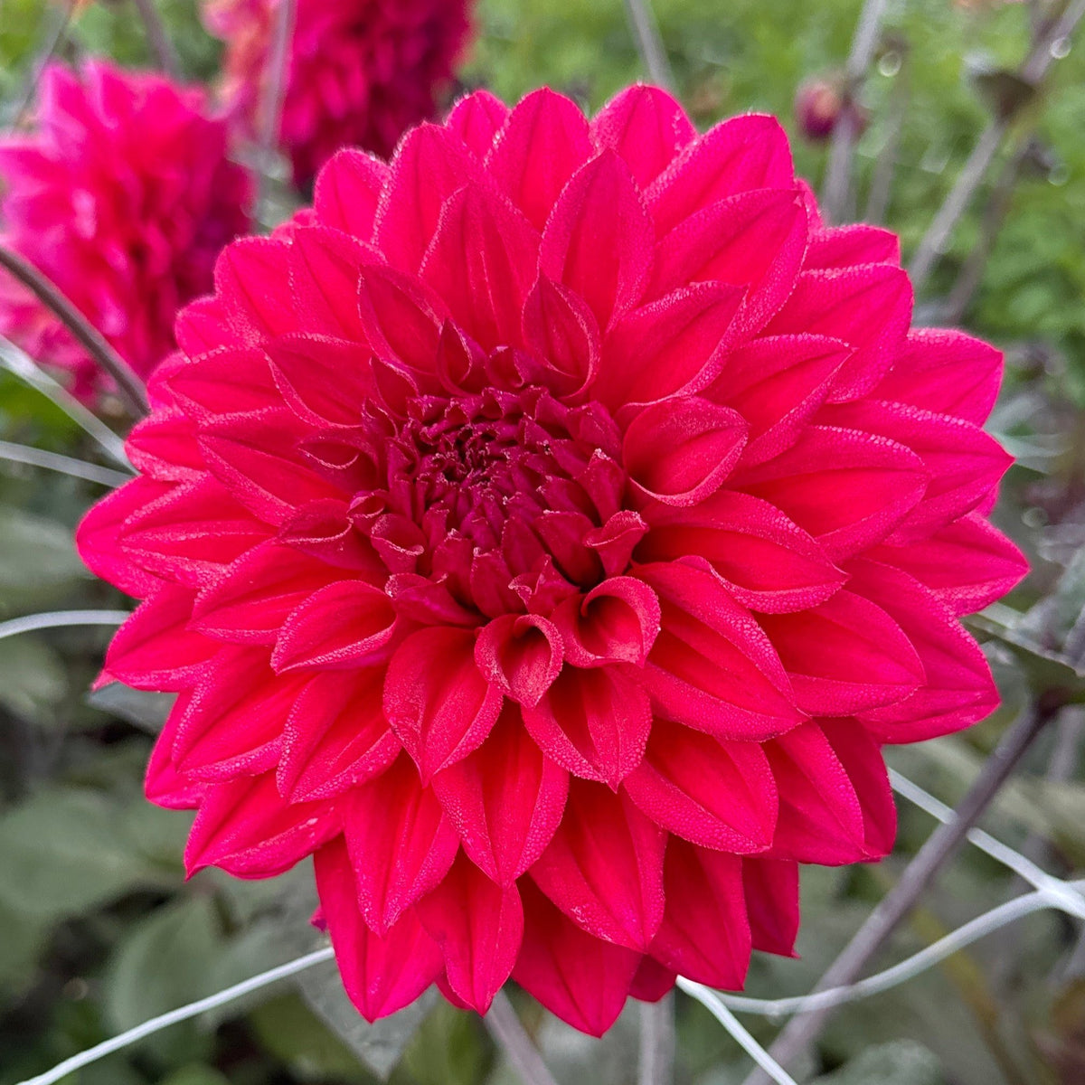 Dahlia Engelhardts Matador