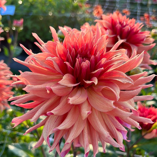 Dahlia Erpeler Ley