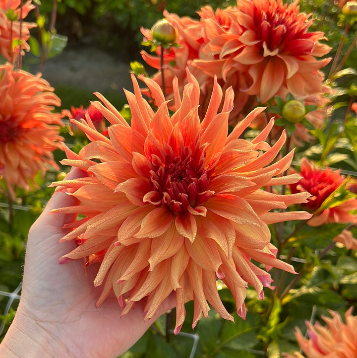 Dahlia Erpeler Ley