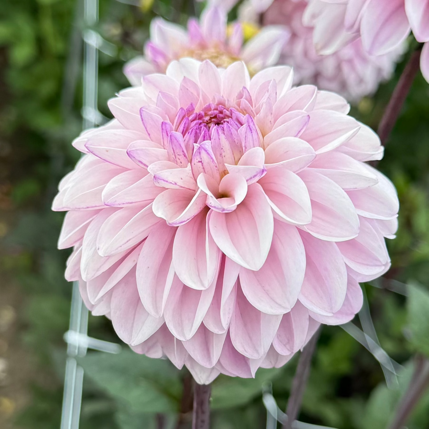 Dahlia Snittodlaren 30st