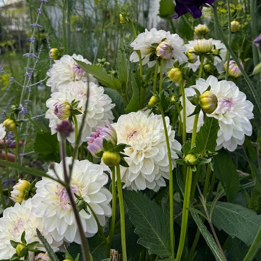 Dahlia Eveline