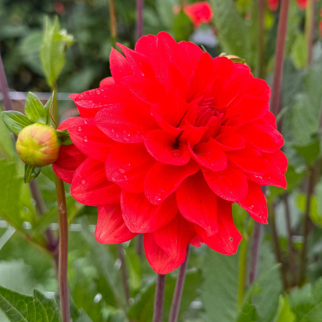 Dahlia Faith