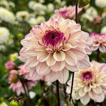 Dahlia Flashback